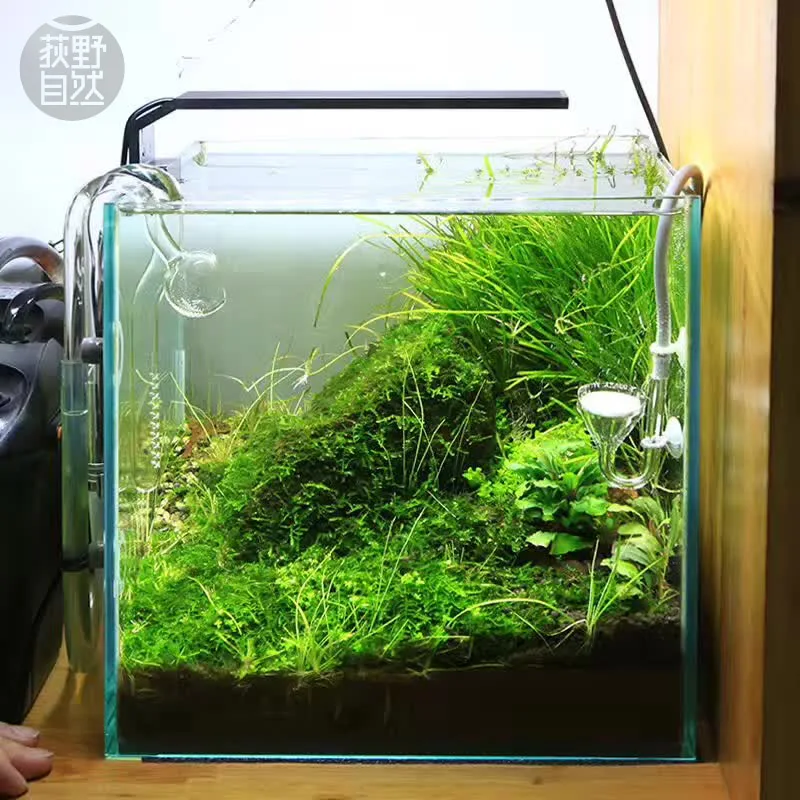 Aquarium Plant Growing - Chihiros Serie C Planta estilo ADA
