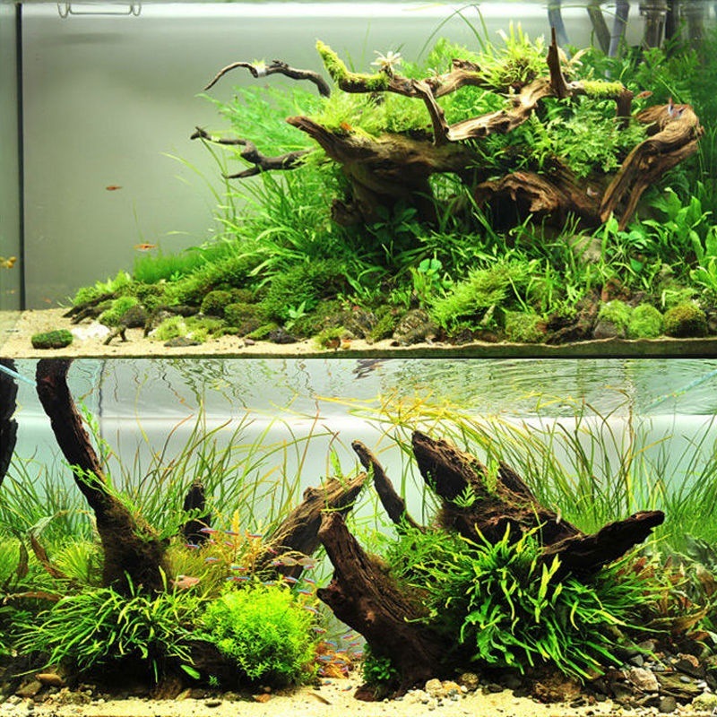 Planted Aquarium With Driftwood - Acuario de madera flotante Natural, decoración