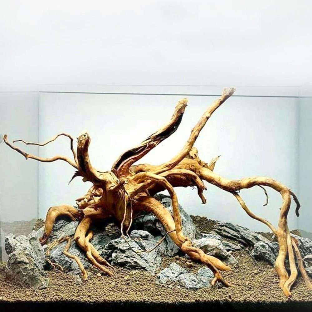 Planted Aquarium With Driftwood - Tronco de Madera Natural para Acuario