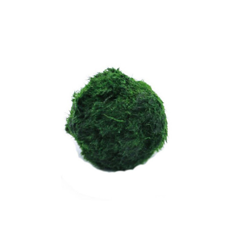 Planted Aquarium Aquascape - Bolas de musgo Marimo, planta de