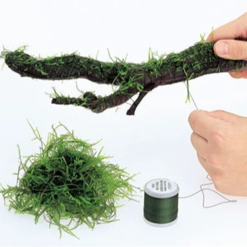 Planted Aquarium With Driftwood - Hilo de Musgo Biodegradable para Acuarios,