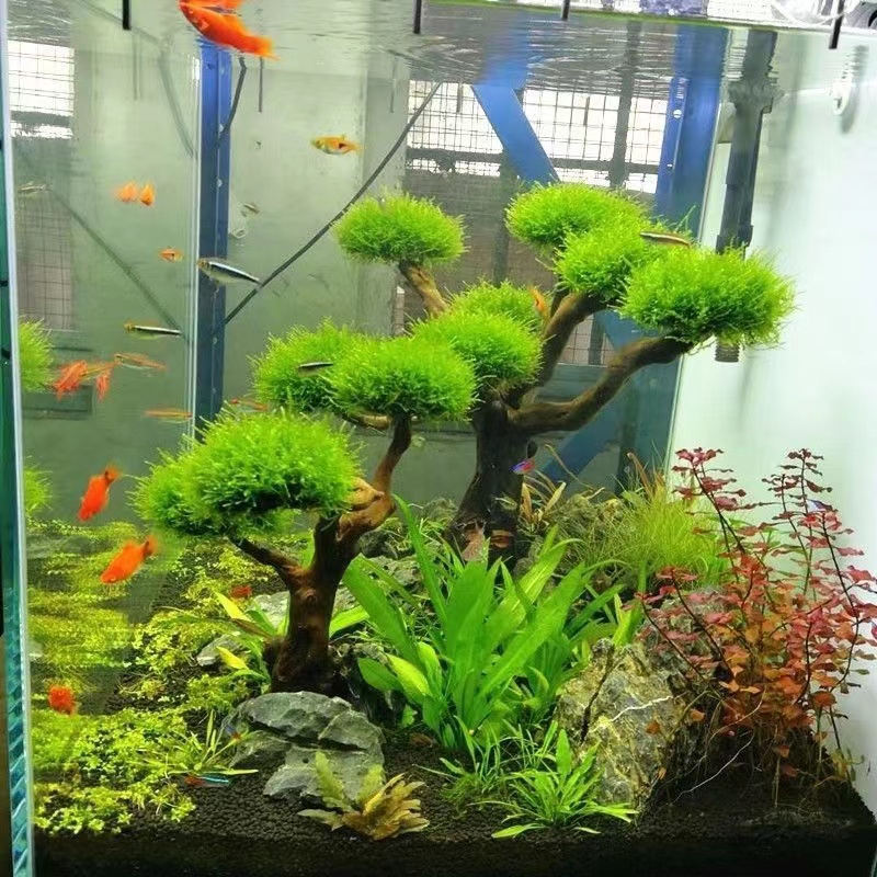 Planted Aquarium With Driftwood - Marco de madera verde para pecera,