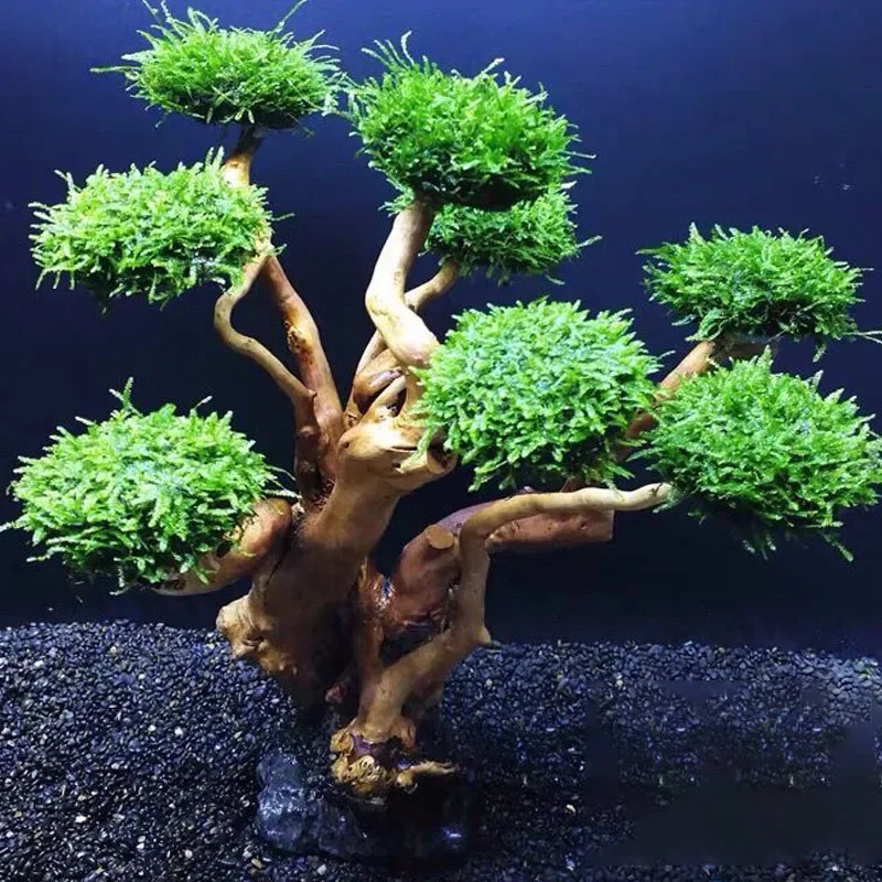 Planted Aquarium With Driftwood - Decoración para Acuario, Musgo, Árbol, Raíz