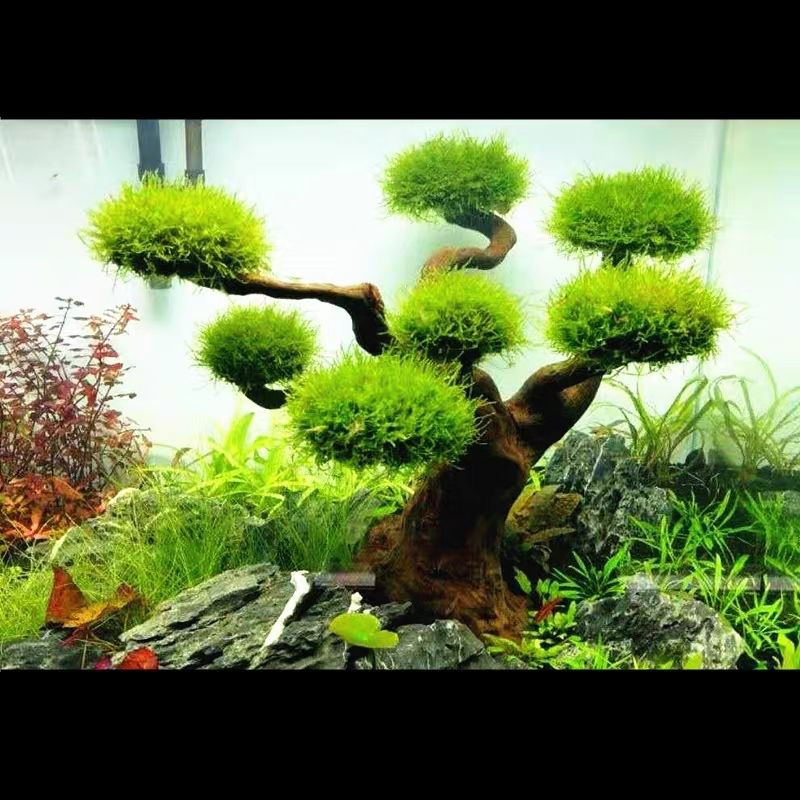 Planted Aquarium With Driftwood - Decoración de acuario, musgo, madera flotante,