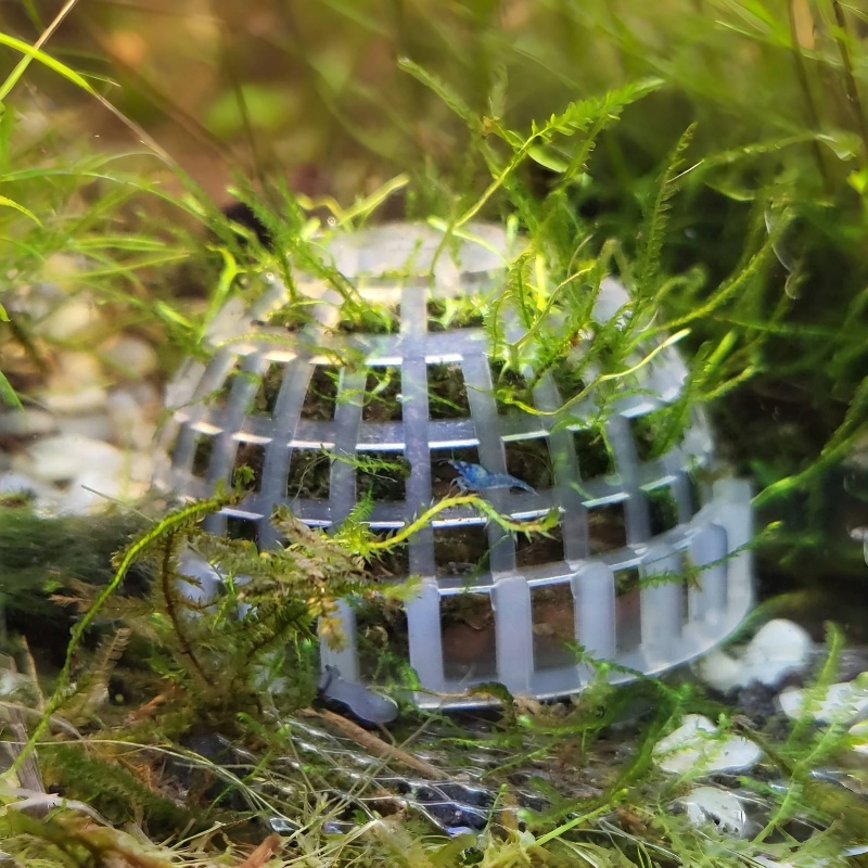 Planted Aquarium Models - Soporte de bola de musgo para