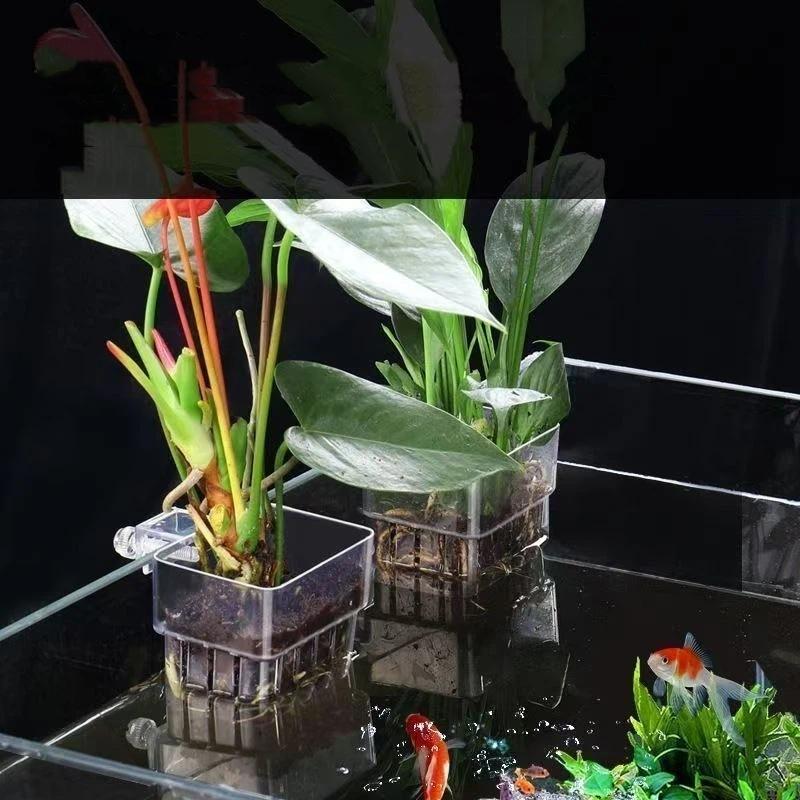 Maceta Colgante Transparente p - Aquarium Plant Easy To Grow reseña y precio
