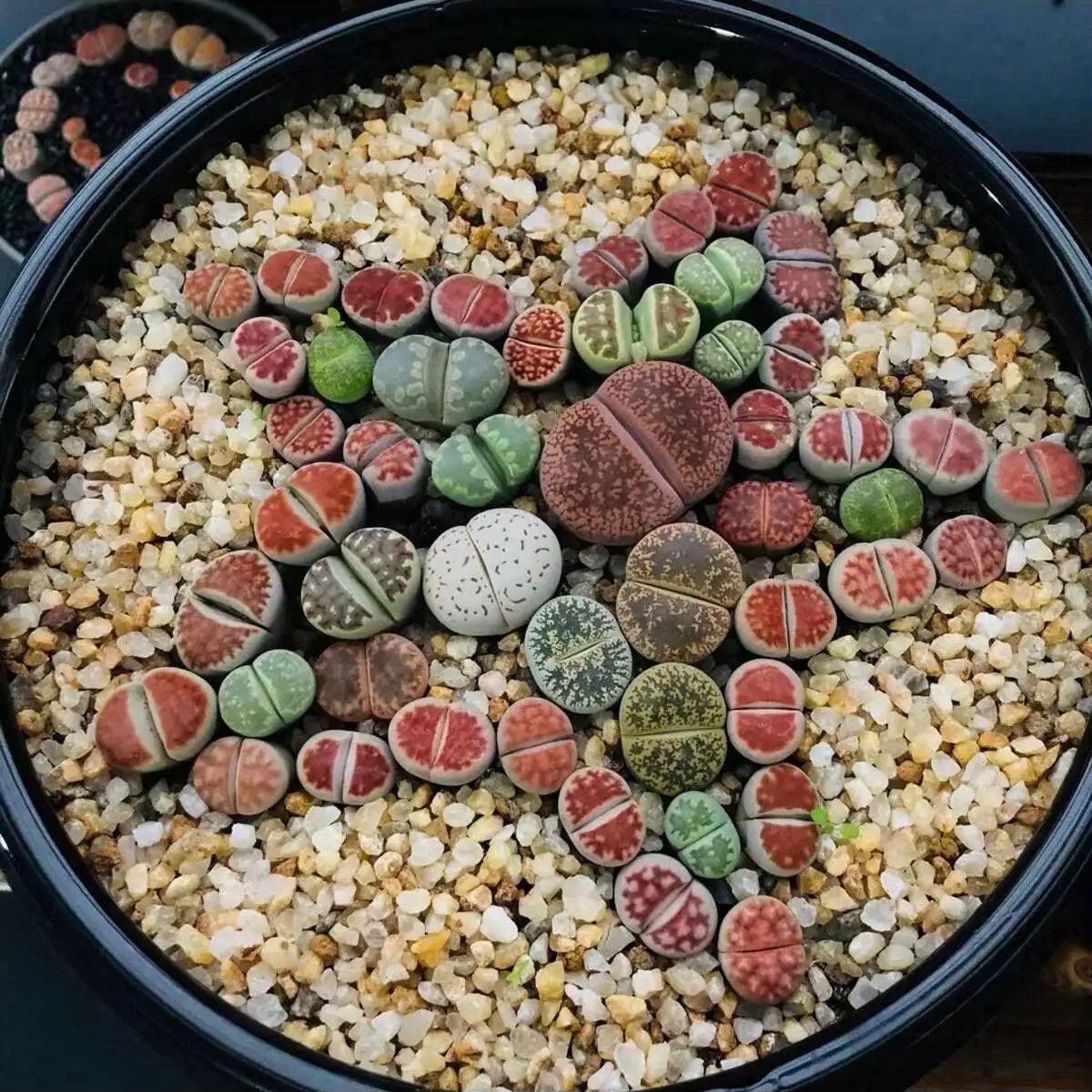 1 unidad-250g de cristales nat - Planted Aquarium With Sand reseña y precio