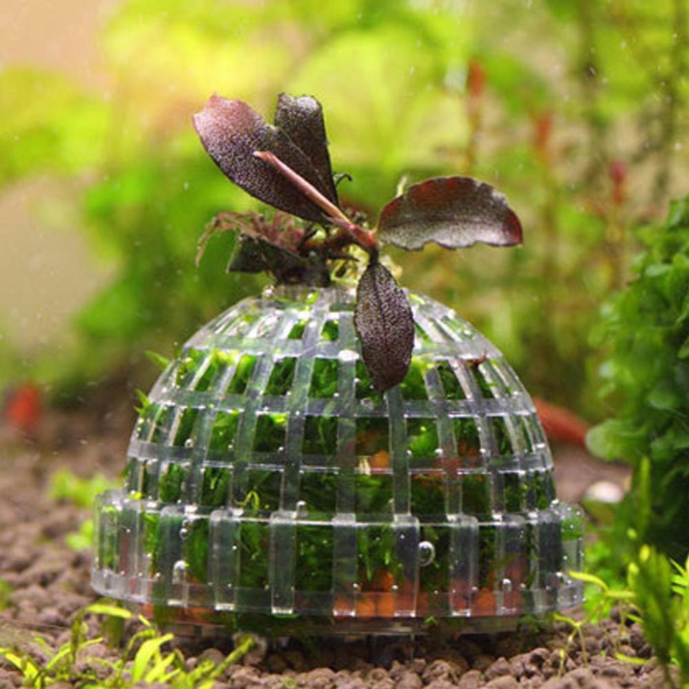 Soportes de bolas de musgo par - Planted Aquarium Models reseña y precio