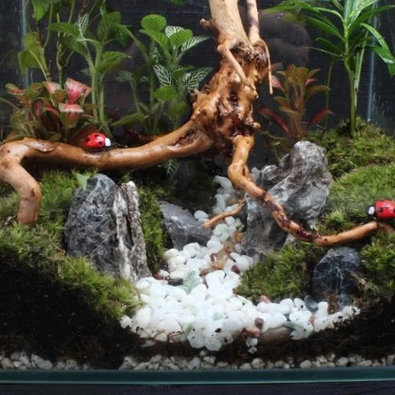 Tronco de árbol Natural de mad - Planted Aquarium With Driftwood reseña y precio
