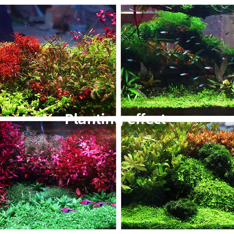 SYSENCIAGA-sustrato de acuario - Planted Aquarium With Sand reseña y precio