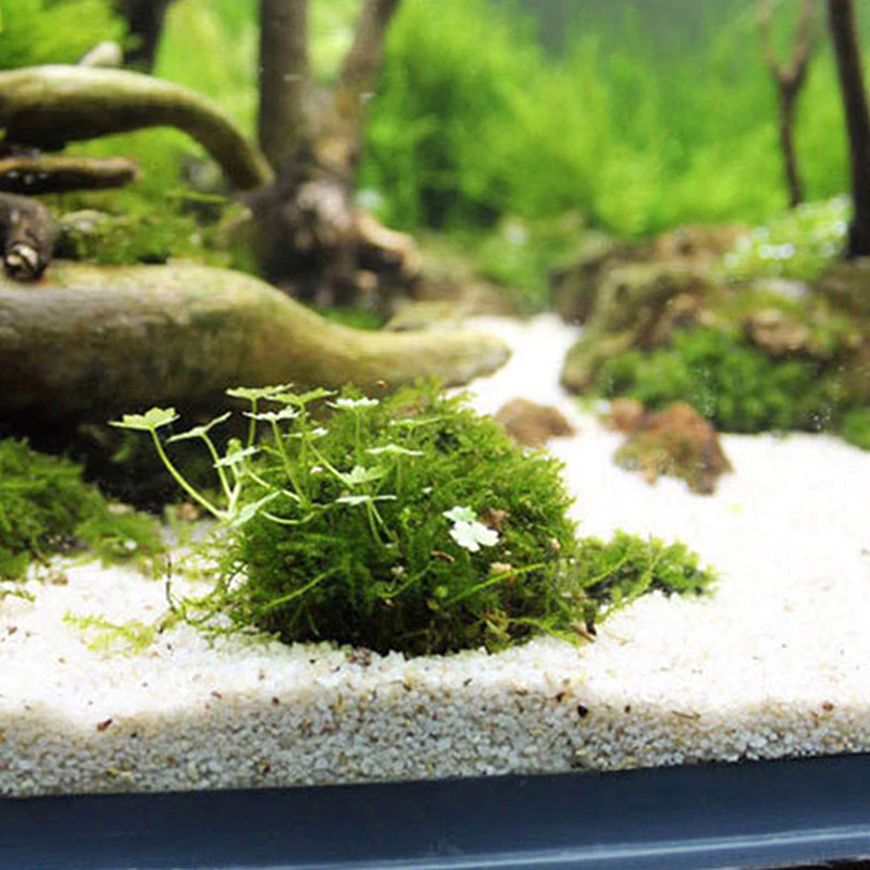 Suministros acuáticos para mas - Planted Aquarium Models reseña y precio