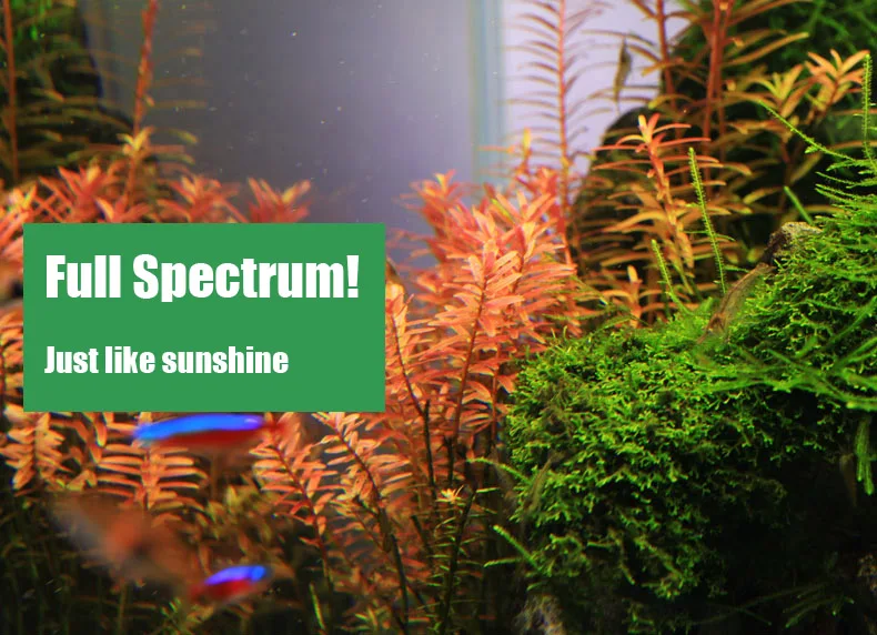 Chihiros Serie C Planta estilo - Aquarium Plant Growing reseña y precio