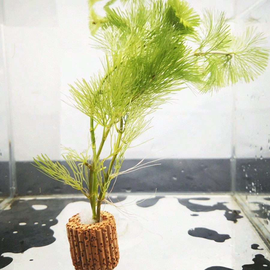Anillos de fijación de plantas - Planted Aquarium Aquascape reseña y precio