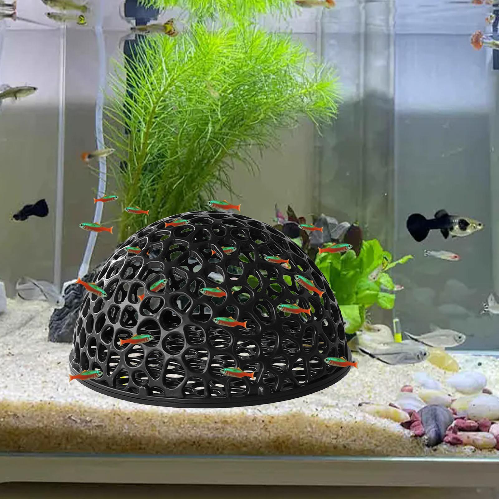 Acuario, piel de camarones, de - Aquarium Planted Seeds reseña y precio