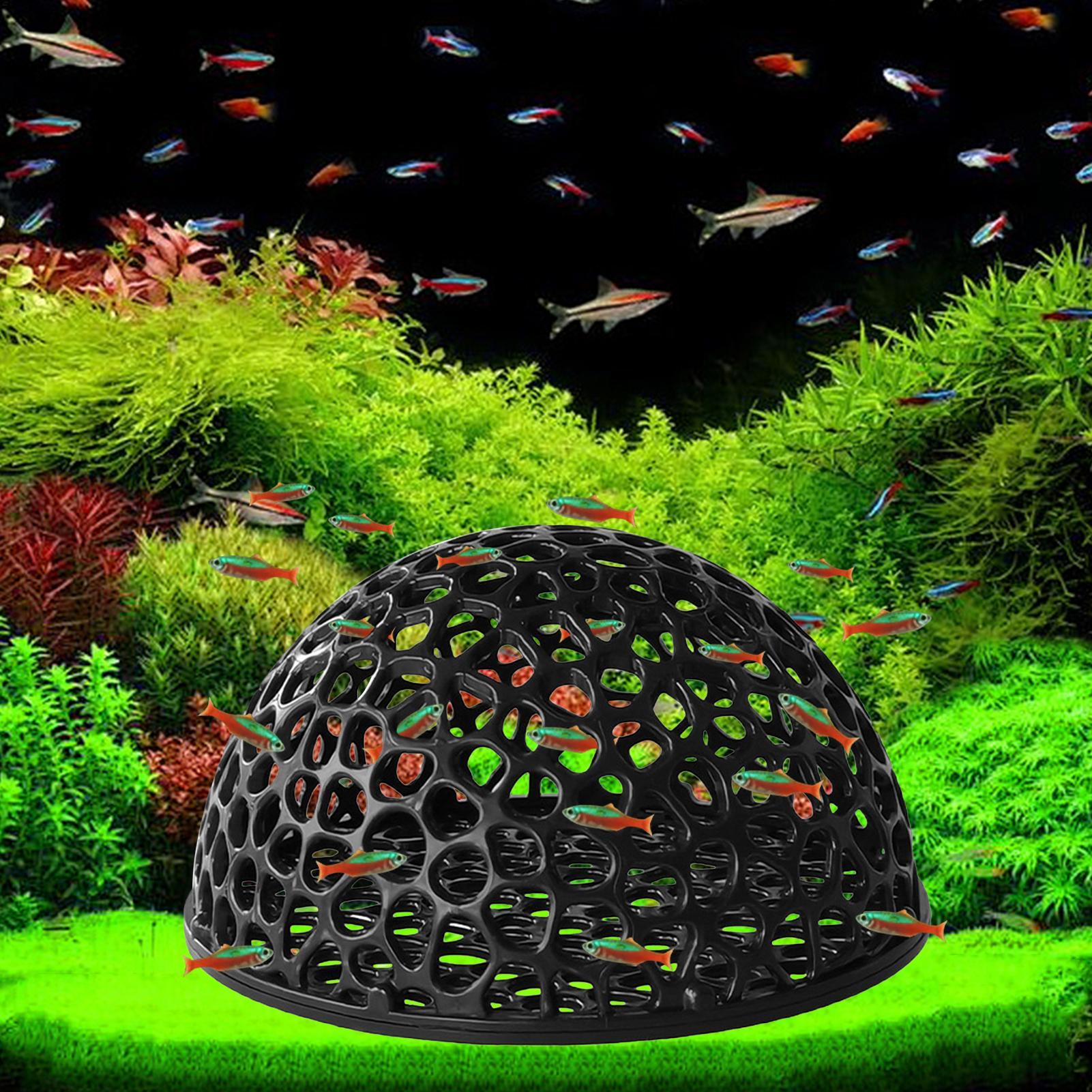 Acuario, piel de camarones, de - Aquarium Planted Seeds reseña y precio