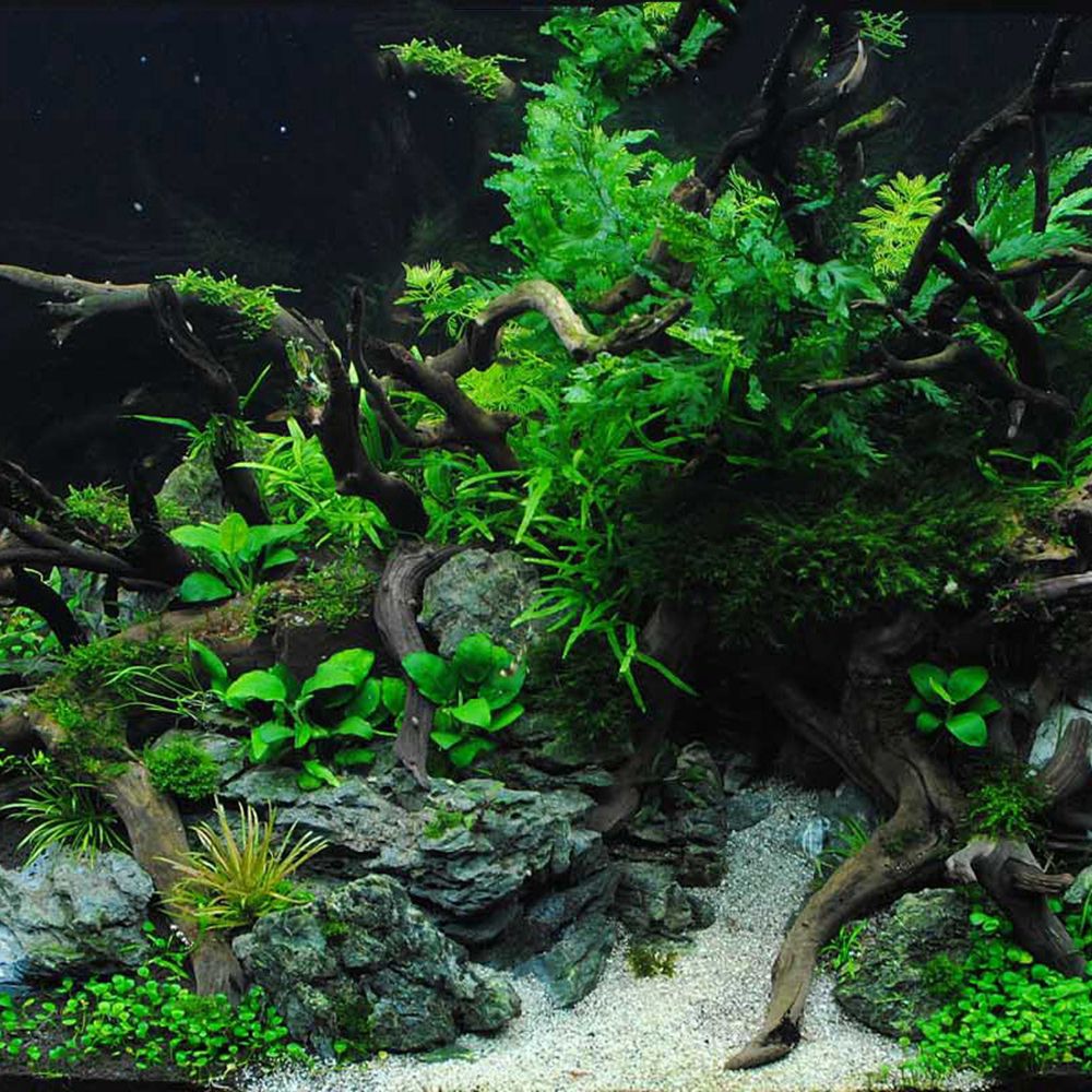 Madera N1N paisajismo acuario  - Planted Aquarium With Driftwood reseña y precio