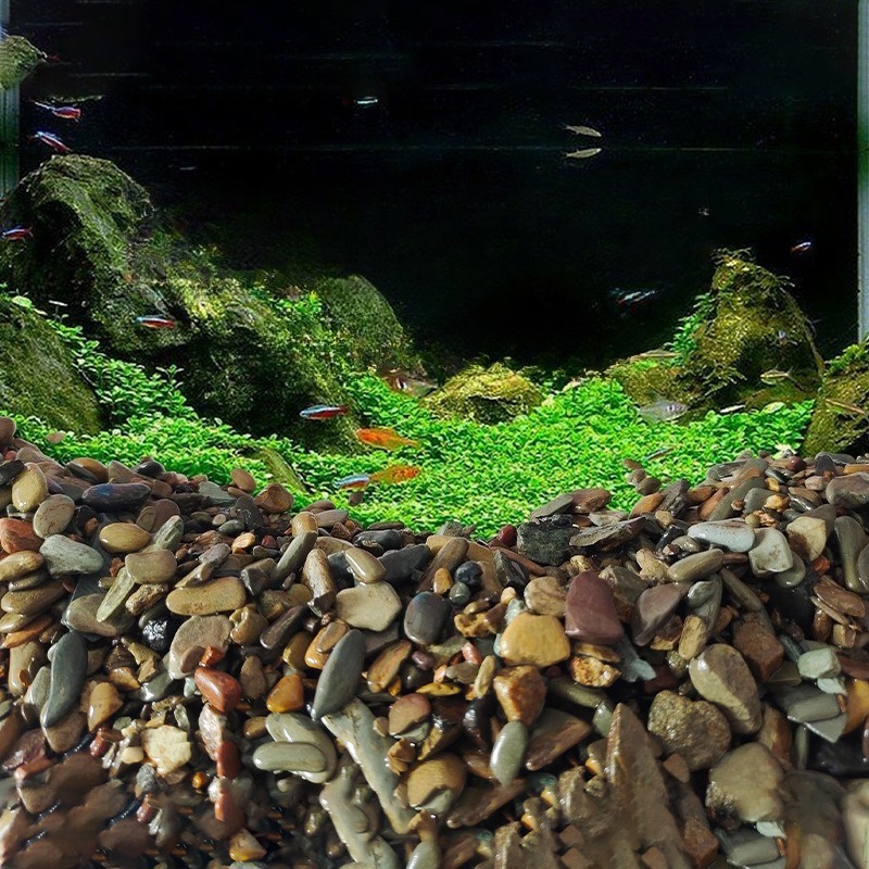 Piedras de Río para Acuario, A - Planted Aquarium With Sand reseña y precio