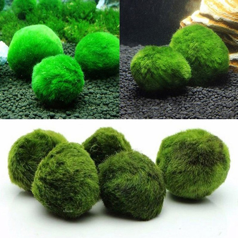 Bolas de musgo Marimo, planta  - Planted Aquarium Aquascape reseña y precio