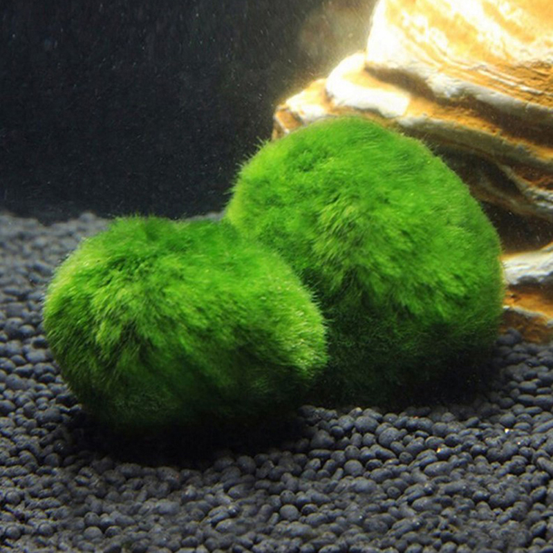 Bolas de musgo Marimo, planta  - Planted Aquarium Aquascape reseña y precio