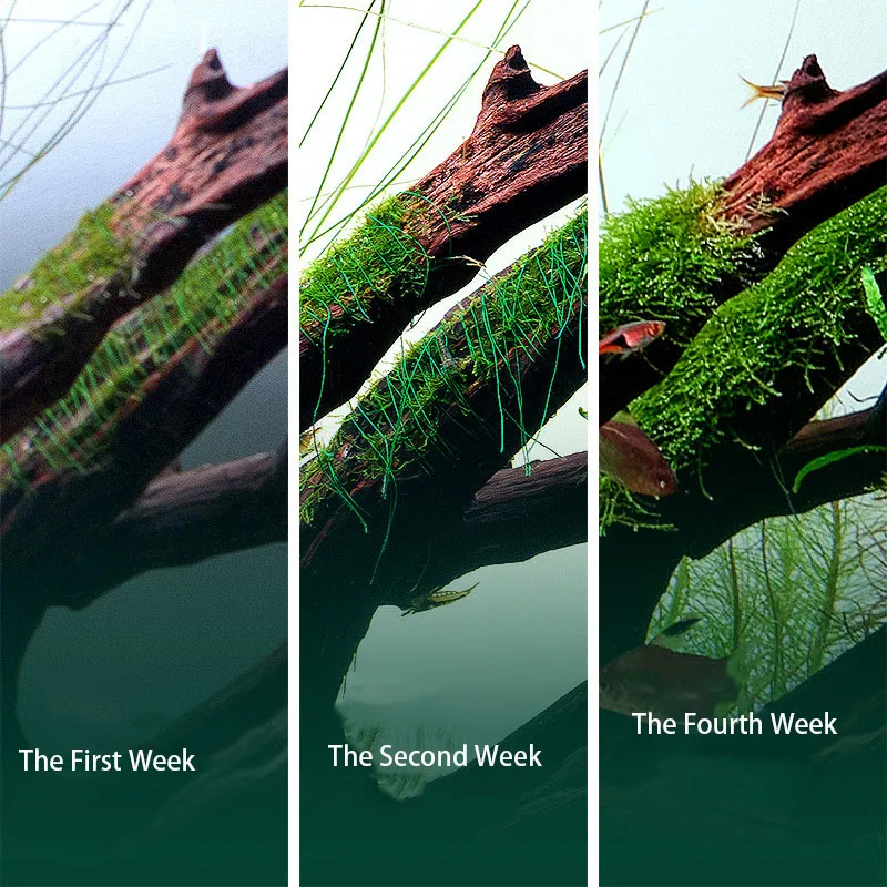 Hilo de Musgo Biodegradable pa - Planted Aquarium With Driftwood reseña y precio