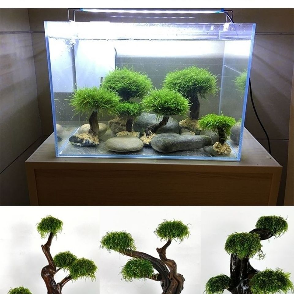 Marco de madera verde para pec - Planted Aquarium With Driftwood reseña y precio