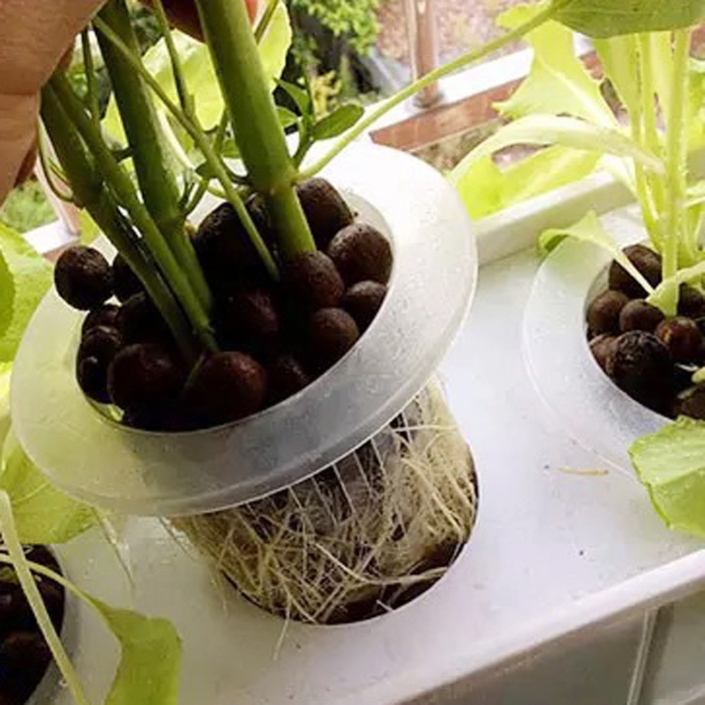 Suministros de jardín para pla - Aquarium Planted Seeds reseña y precio