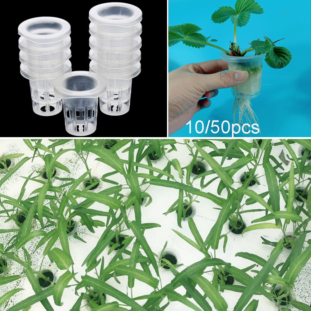 Suministros de jardín para pla - Aquarium Planted Seeds reseña y precio
