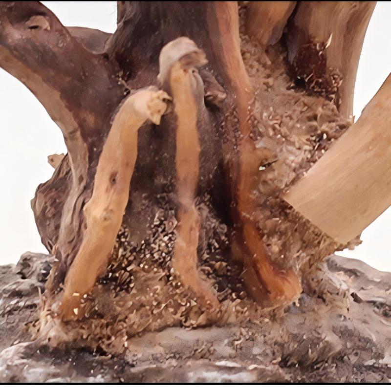 Adornos de madera para paisaji - Aquarium Planted Tree reseña y precio
