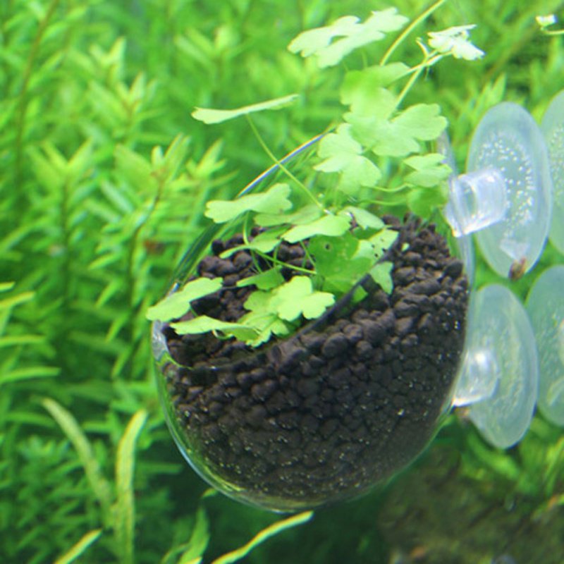 Maceta colgante para acuario,  - Aquarium Planted Seeds reseña y precio