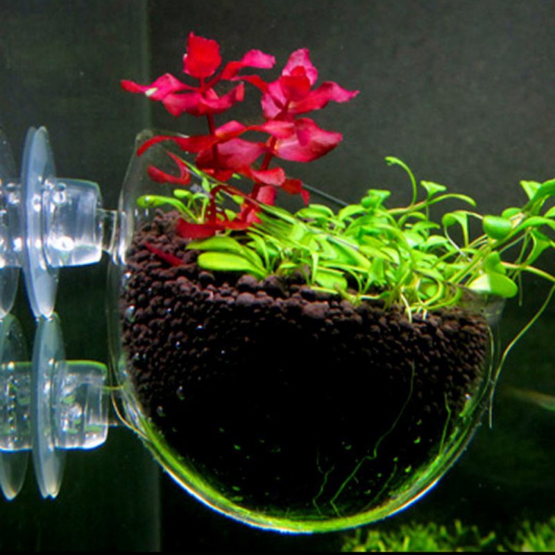 Maceta colgante para acuario,  - Aquarium Planted Seeds reseña y precio