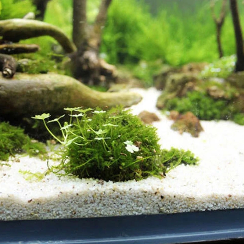 Soporte de bola de musgo para  - Planted Aquarium Models reseña y precio